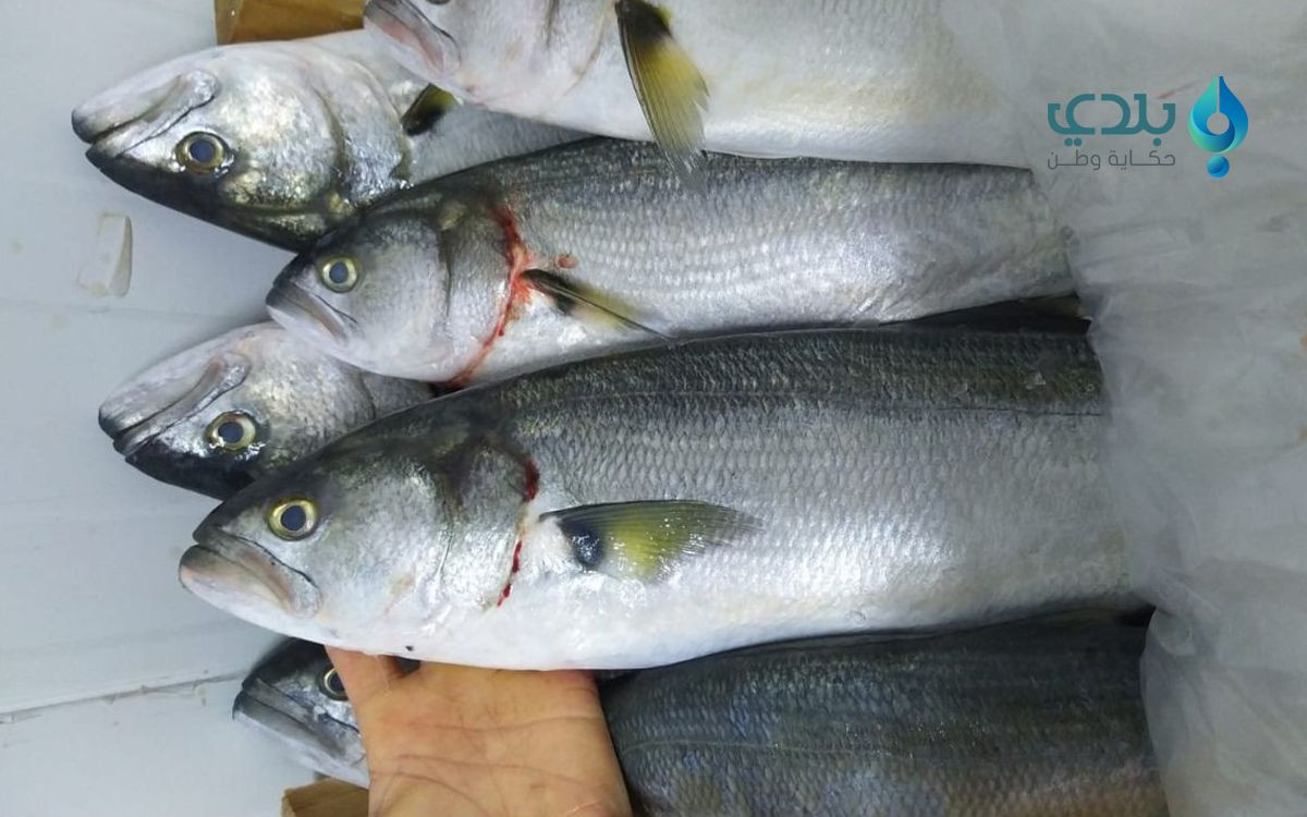 ضعف الإقبال على شراء السمك في...