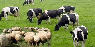 سوريا.. تحذيرات من اندثار الثر...