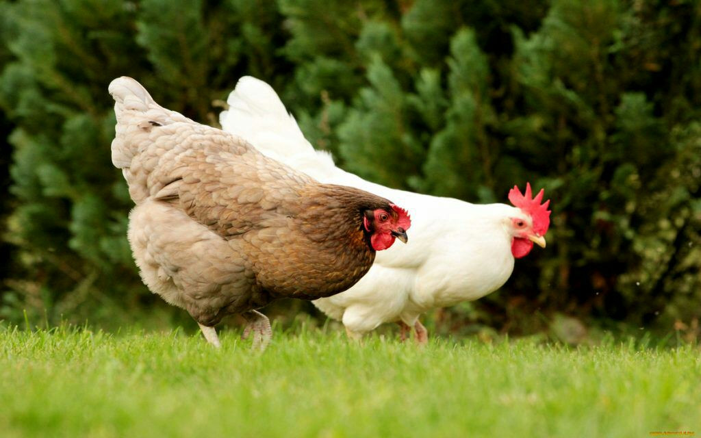 مبلغ ضخم جدا.. "مؤسسة الدواجن"...