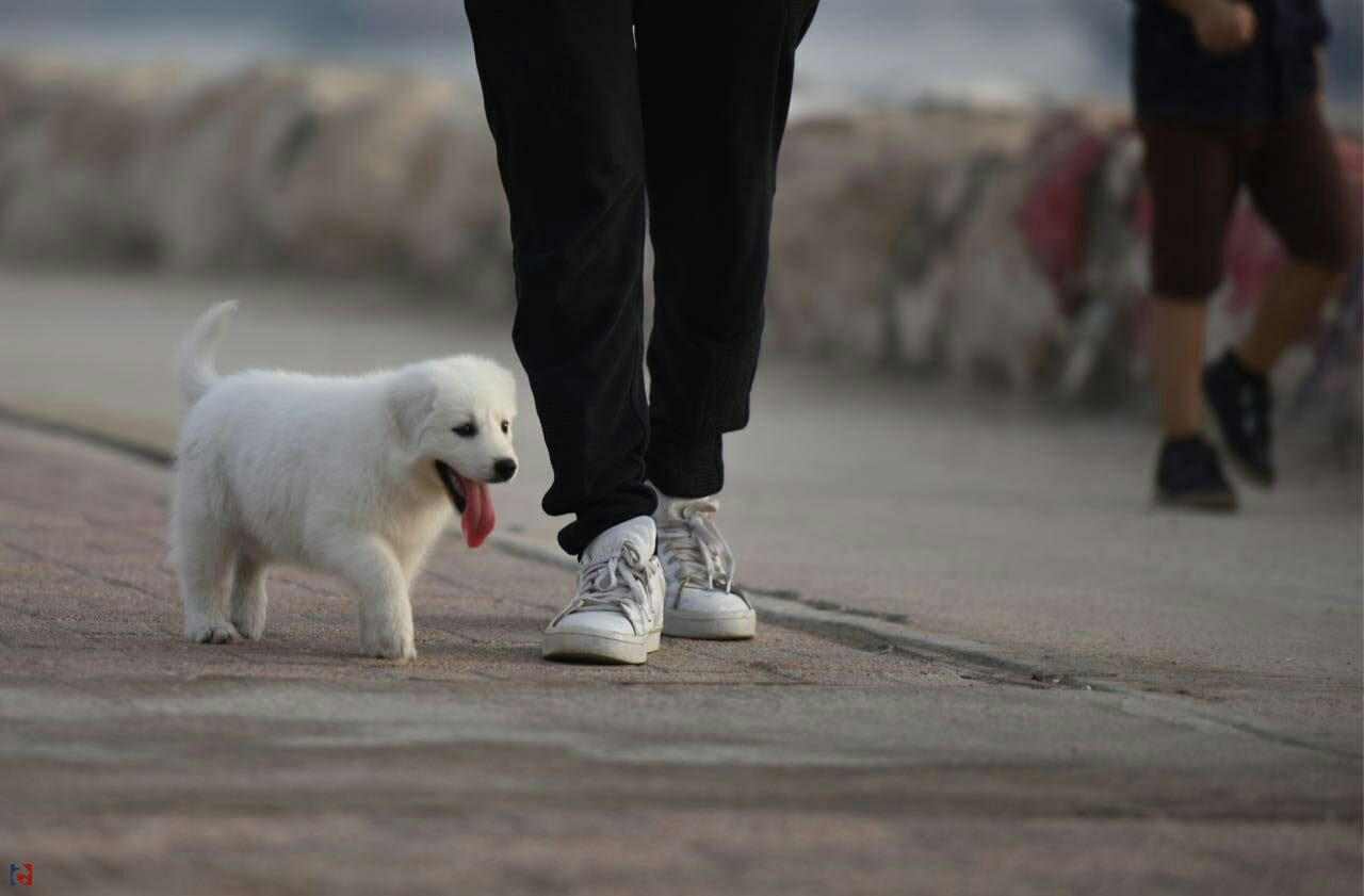 دمشق.. تسجيل "الكلاب" يثير جدﻻ...