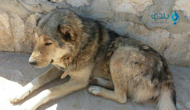 "الكلب النازح" يضع عائلة "أبي...