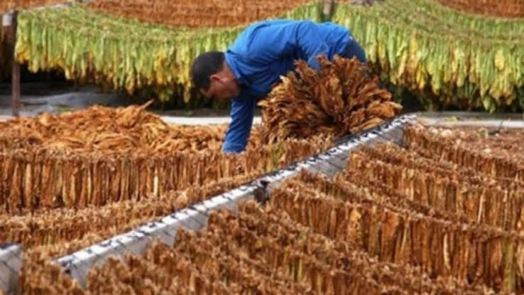 مزارعو التبغ في بانياس يشتكون...