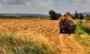 "زراعة النظام" تنذر بكارثة إنس...