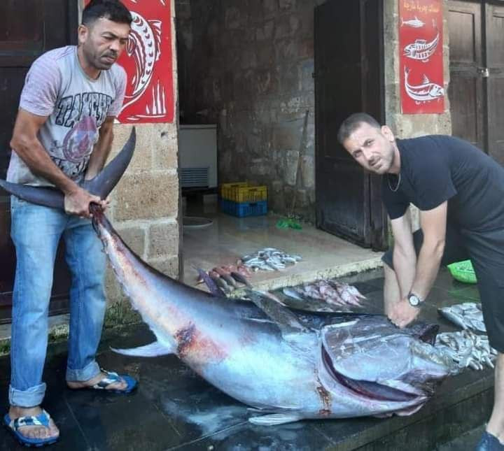 سوريا.. اصطياد سمكة وزنها 100...