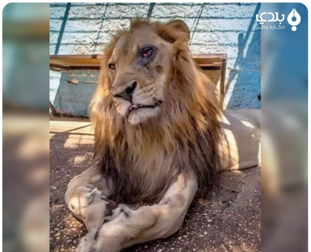 مسؤول يكشف حقيقة "اﻷسد النحيل"...