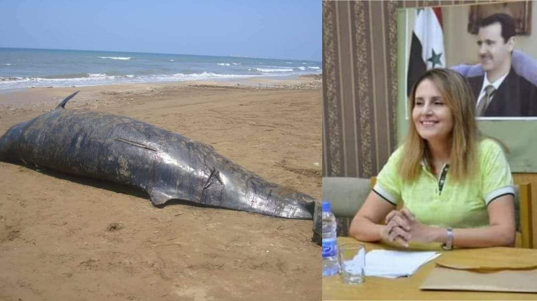 حوت على شاطئ طرطوس يثير ضجة وع...
