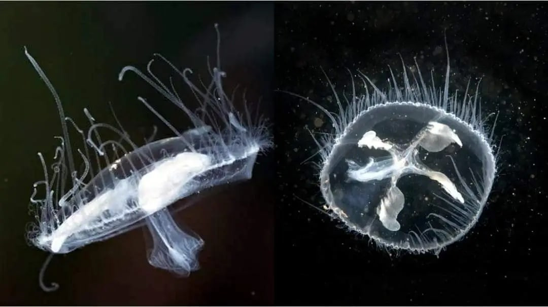 قناديل المياه العذبة تسجل ظهور...