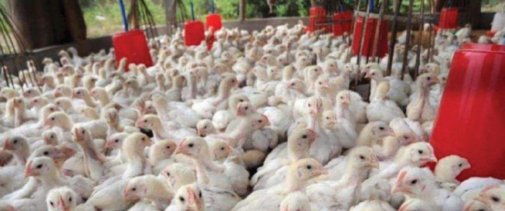 حمص.. ارتفاع سعر الفروج الحي 4...