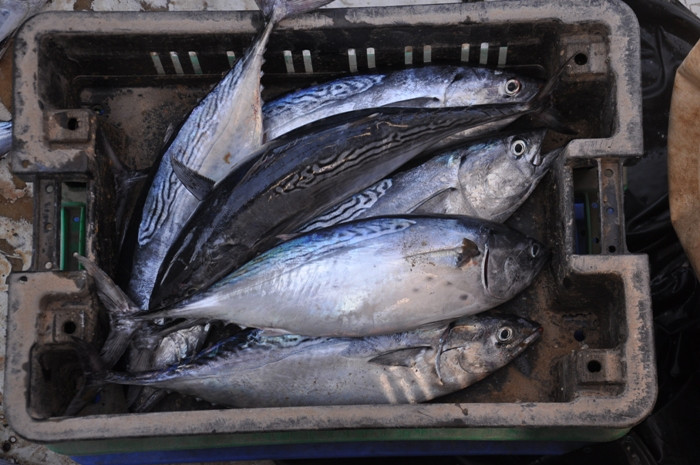 تسجيل 40 حالة تسمم بسمك البلمي...