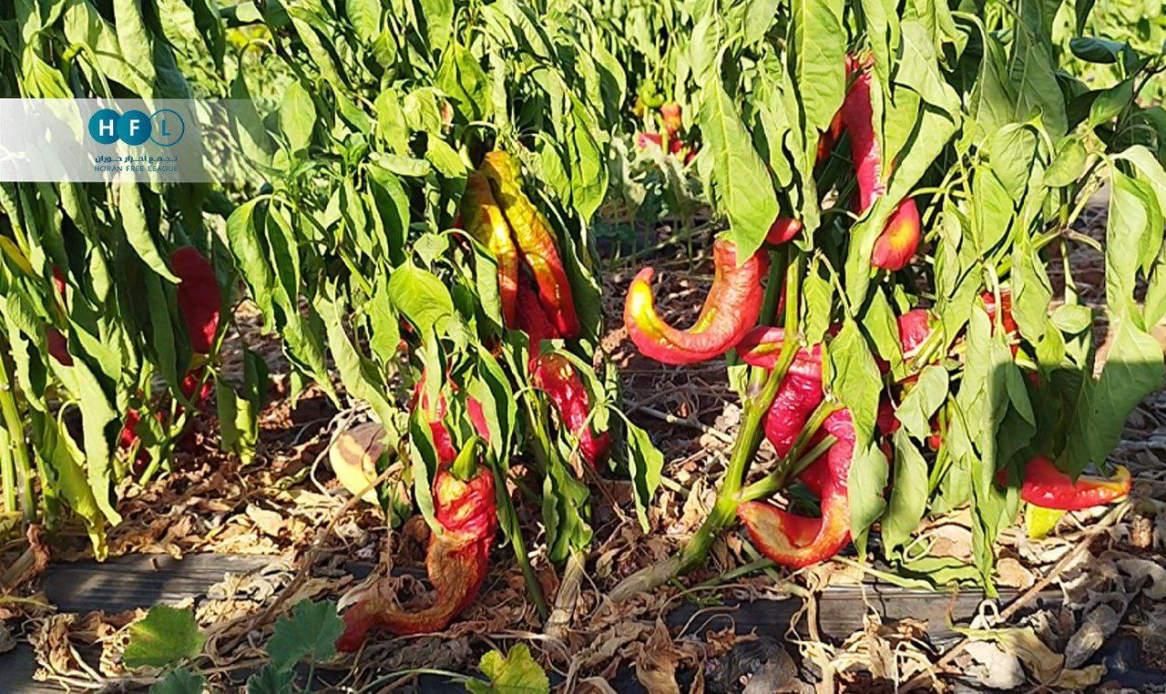 تضرر 3500 دونم في طفس بدرعا بس...