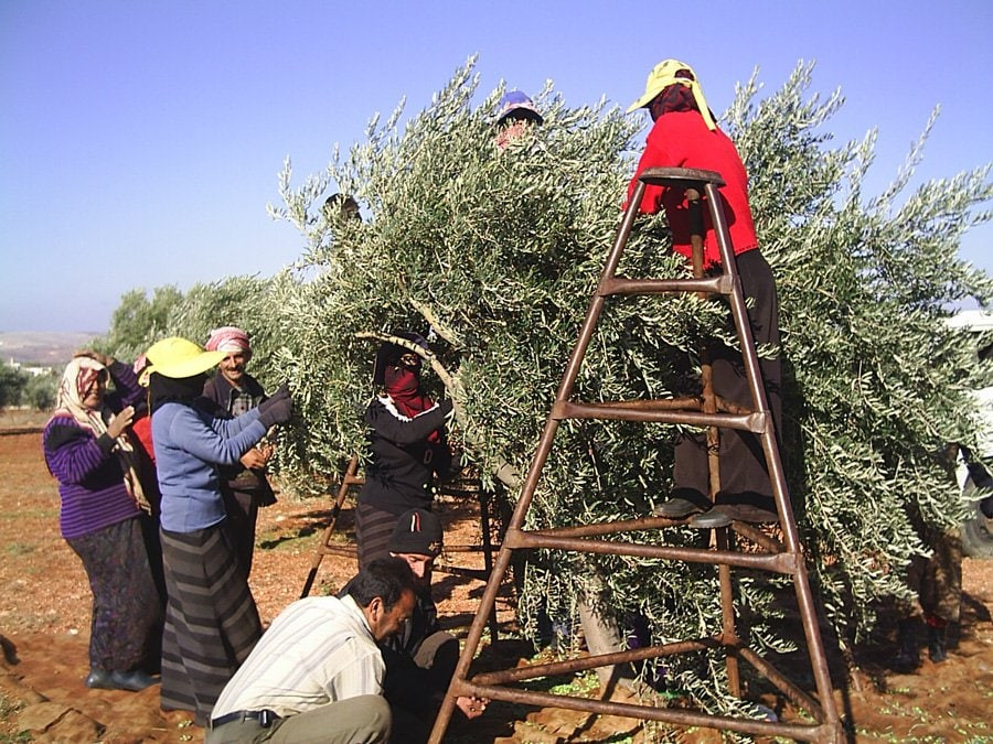 توقعات بإنتاج 820 ألف طن زيتون...