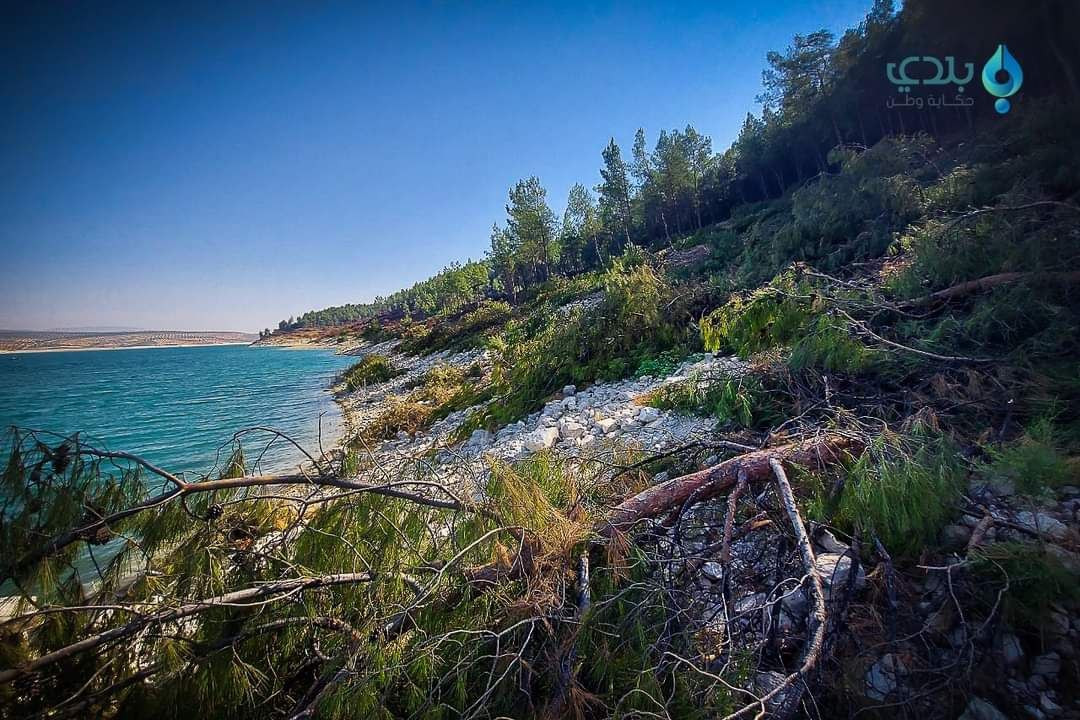 حلب.. حملة تشجير يقودها ناشطون...