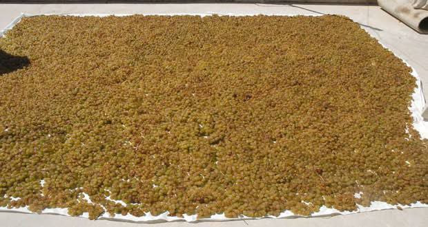 تقديرات إنتاج الزبيب في السويد...