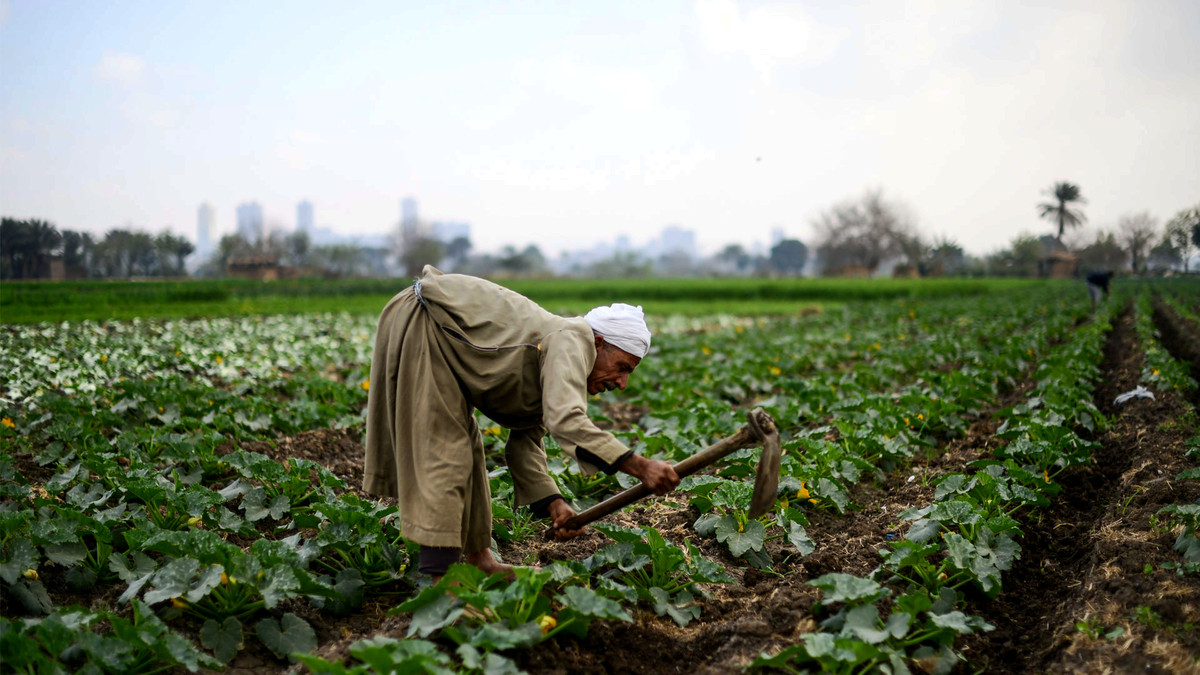 خبير زراعي يصف إدارة الموارد ب...