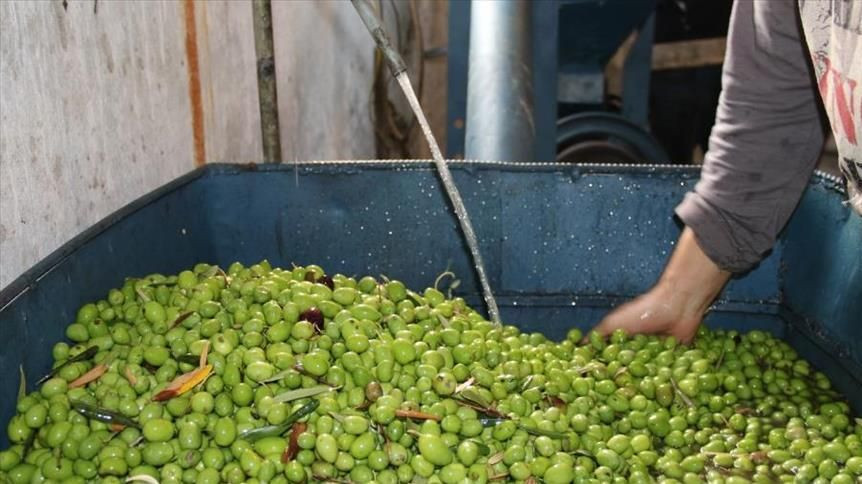 اللاذقية.. أجرة عصر كيلو الزيت...