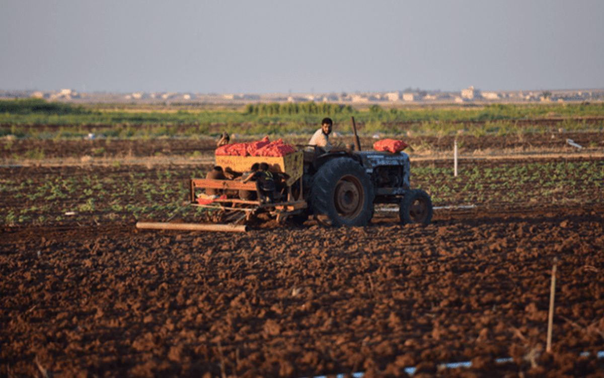 فلاحو سوريا يستخدمون الأسمدة و...