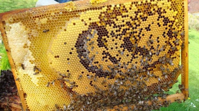 تراجع إنتاج العسل ونفوق آلاف ا...