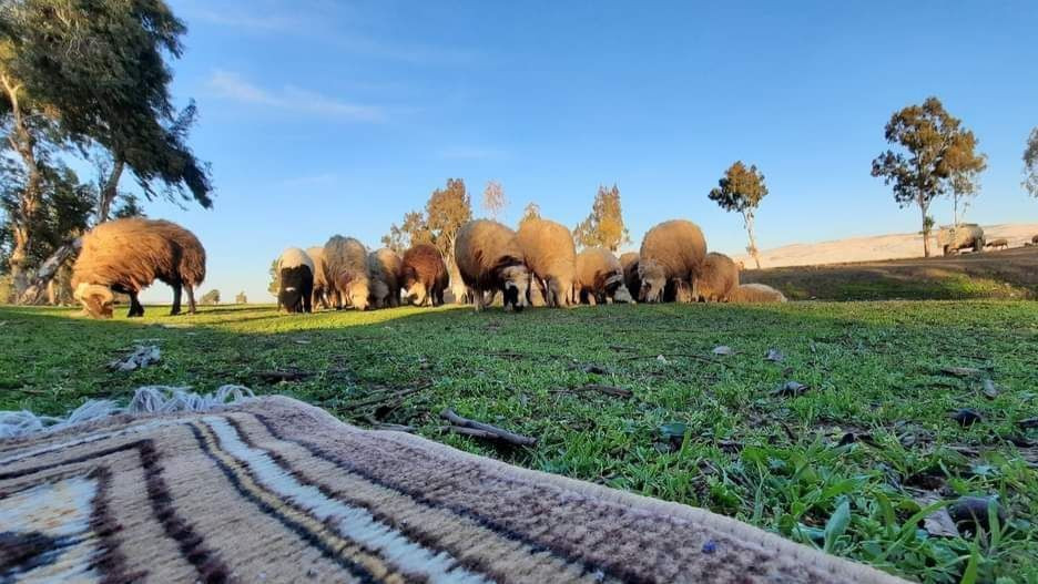 الثروة الحيوانية بالسويداء في...