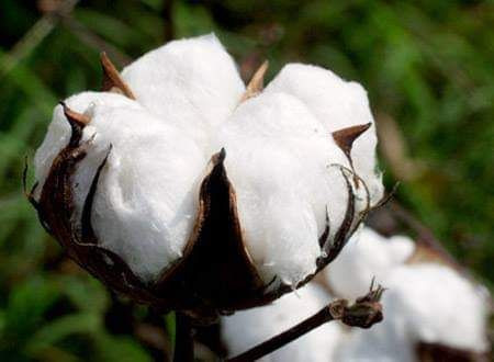 موسم القطن السوري لا يبشر بالخ...