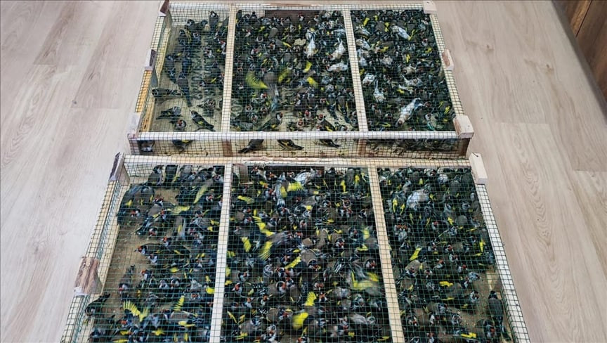 تركيا تحبط تهريب مئات طيور "ال...