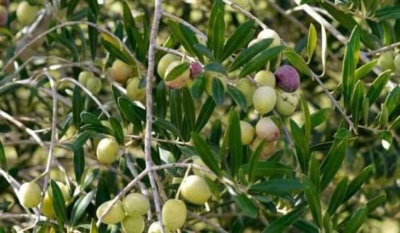 موسم الزيتون ينتهي بخسارة في ا...