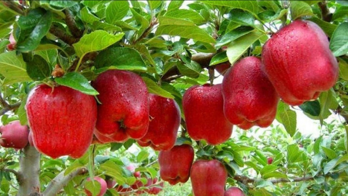 لماذا رفضت الدول العربية شراء...