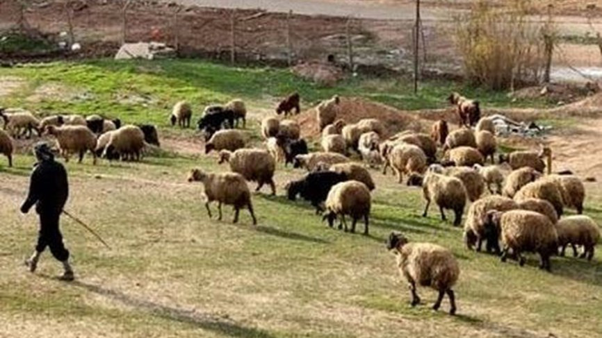 ثلاثة قتـ.ـلى بخلاف بين رعاة أ...