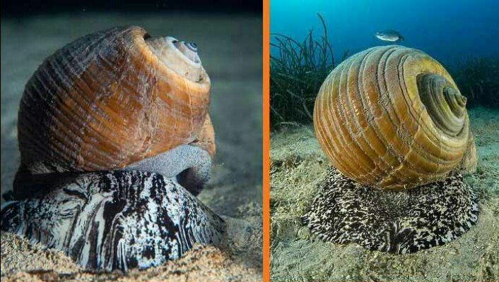 خبيرة بحرية: "التونا العملاقة"...