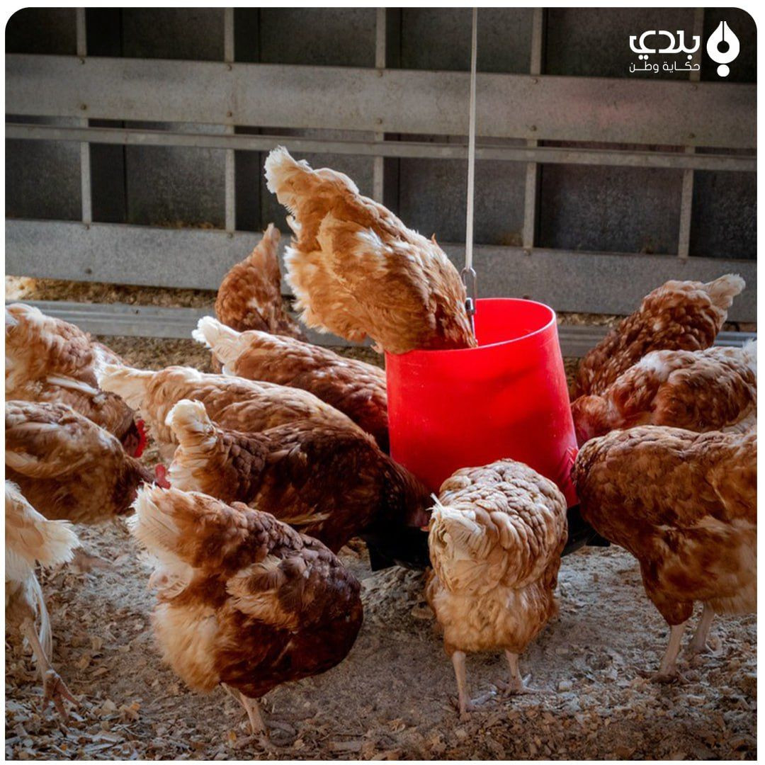 بالأرقام.. تدهور قطاع الدواجن...