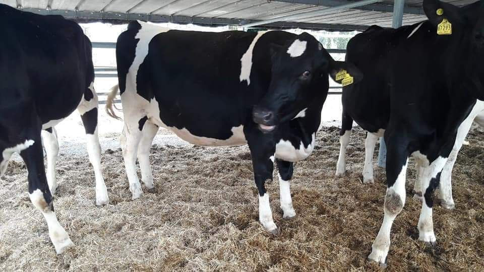 صادرات الأدوية البيطرية السوري...