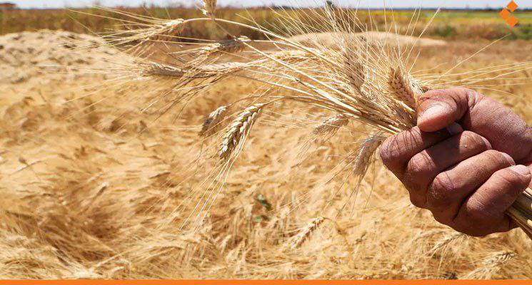 مسؤول موال يكشف ويبرر تراجع إنتاج القمح لموسم 2022 