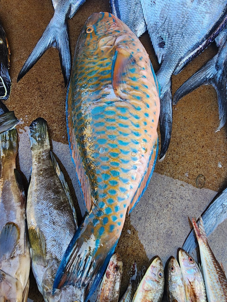 سمكة الببغاء في شباك صياد سوري...