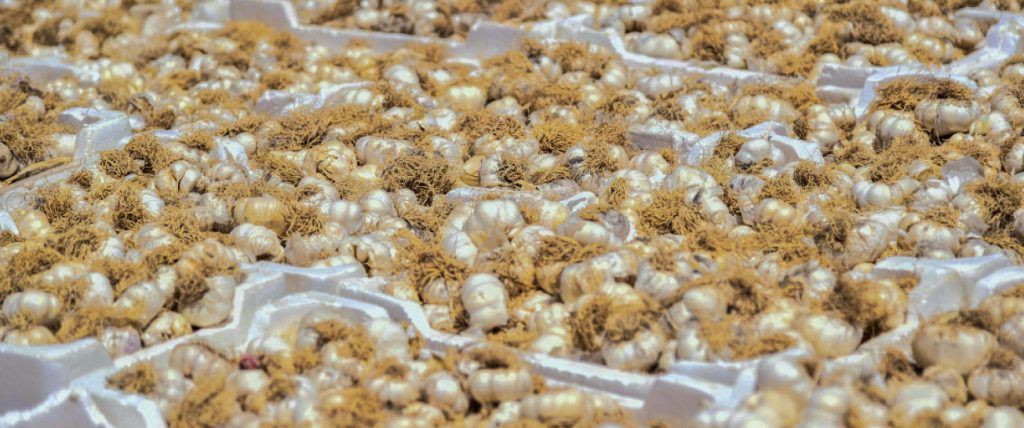 بعد البصل.. أزمة "ثوم" تلوح في...