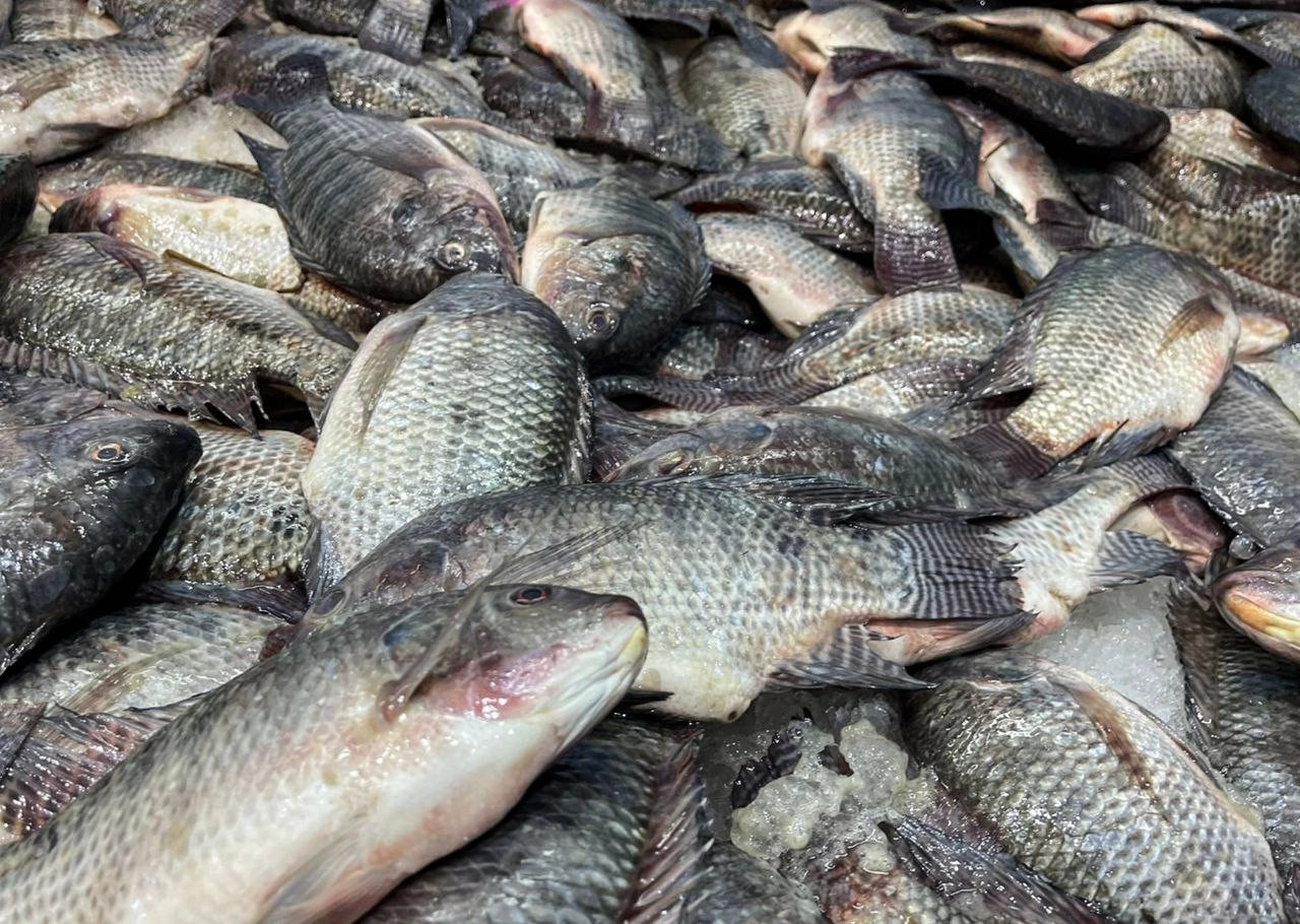 أساليب خاطئة.. الثروة السمكية...