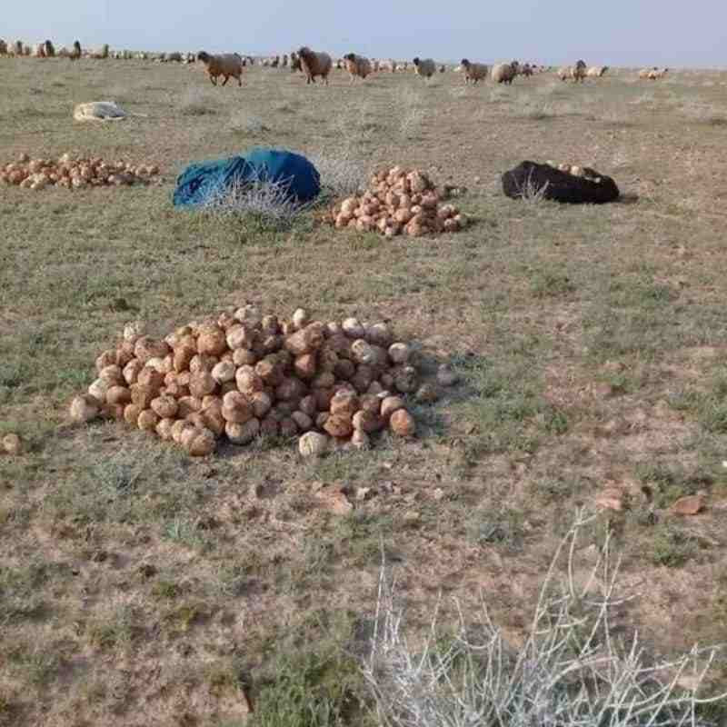 تقرير: 99 شخصا قضوا خلال البحث عن الكمأة في نيسان