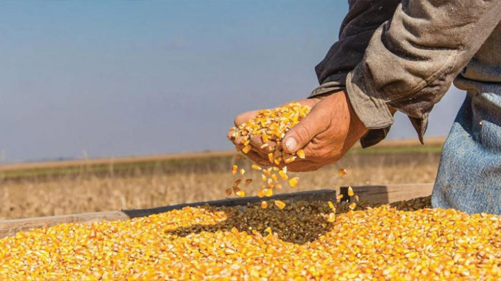 إخفاق رسمي في استثمار وتصنيع المواد العلفية في سوريا رغم وفرة إنتاجه