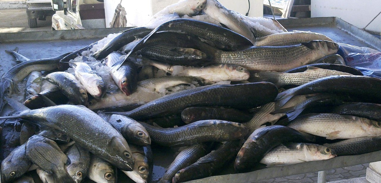 ارتفاع أسعار اﻷسماك في حمص رغم...