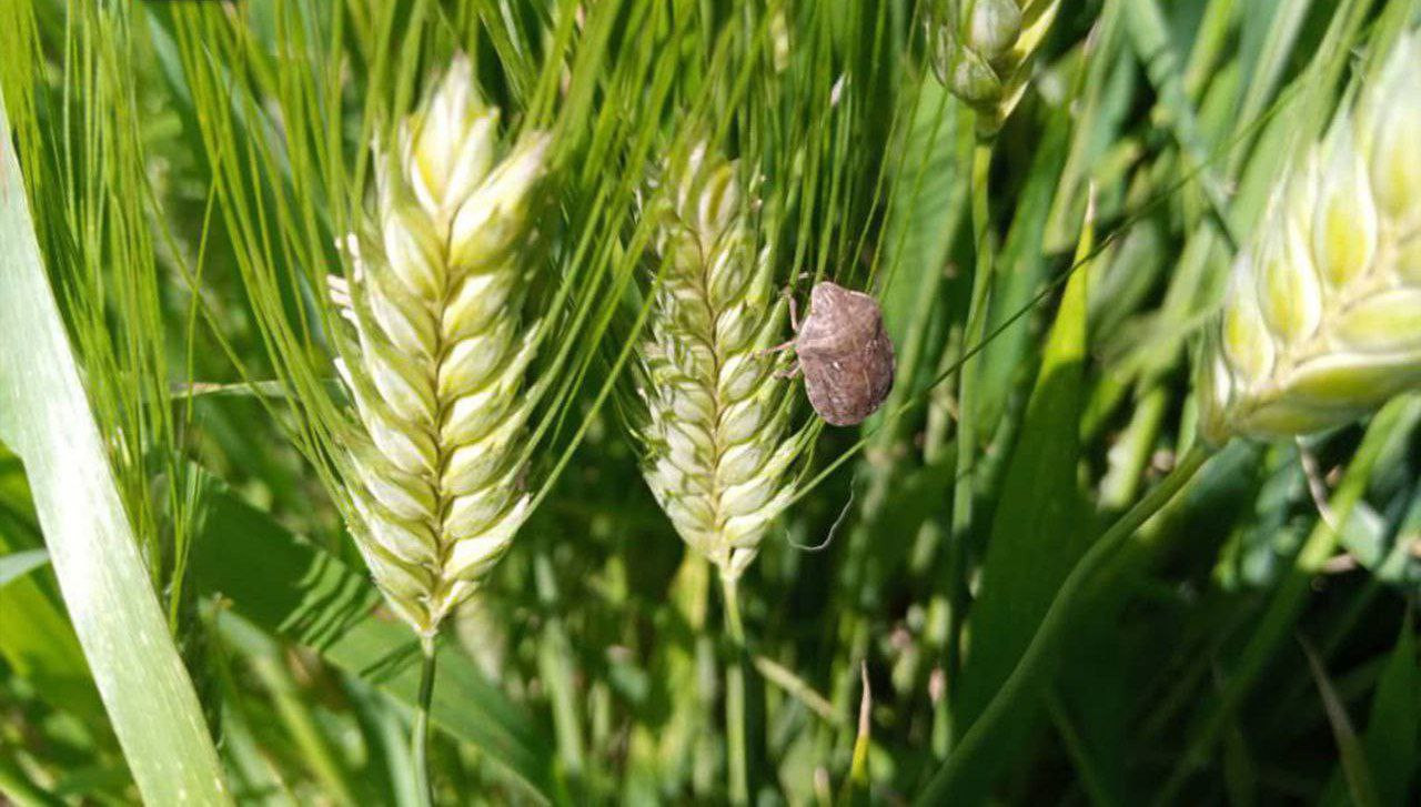حشرة ضارة تصيب ربع المساحات ال...