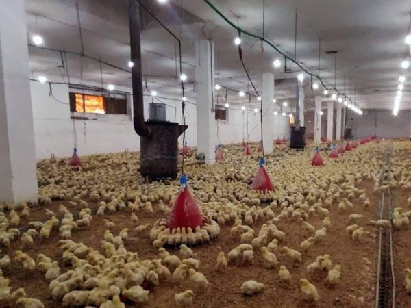 مدير "منشأة دواجن طرطوس" يحذر...