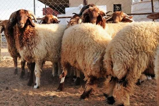 رئيس "لجنة مربي الأغنام": نطال...