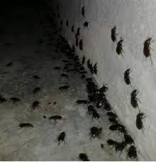 تقارير: خنافس وحشرات تنتشر في...