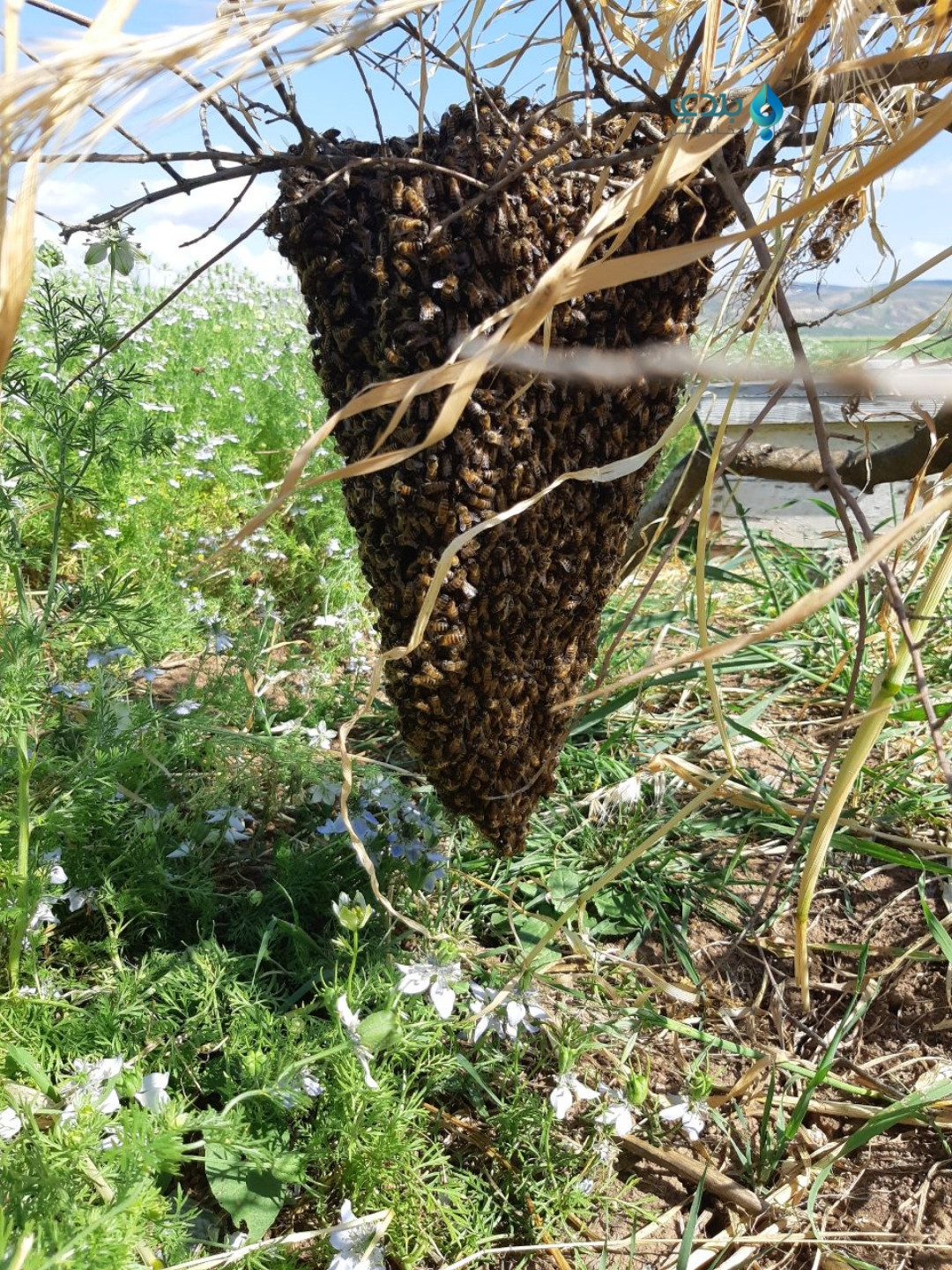 "تربية النحل" في إدلب.. خسائر...