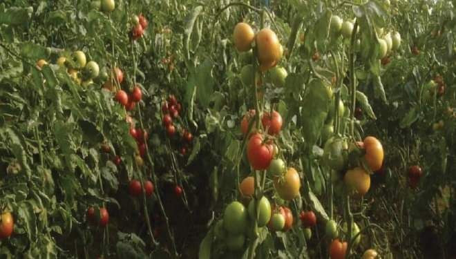 تكاليف الزراعات المحمية تقفز 1...