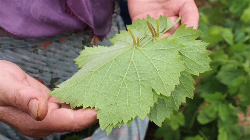 لارتفاع أسعاره.. "ورق العنب" ي...