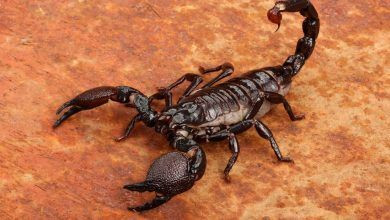 العقارب تغزو المنازل بريف دمشق...