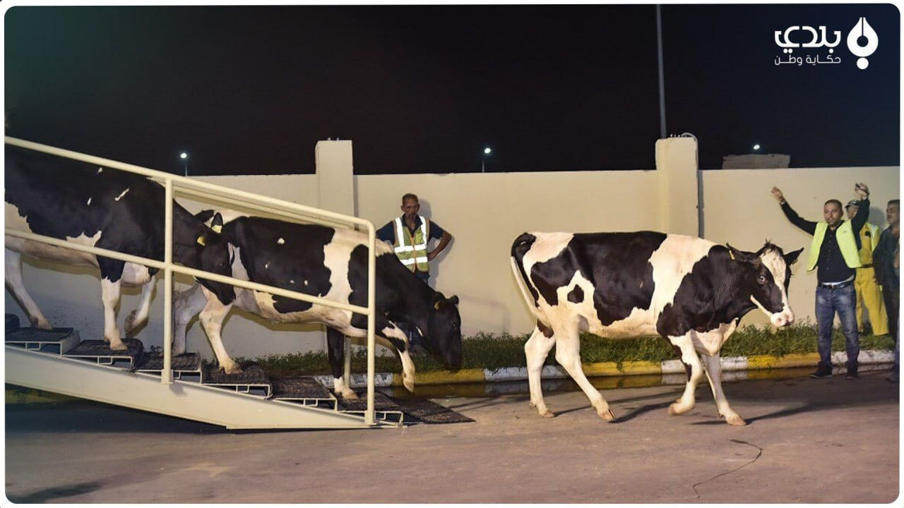 البقرة الشامية على حافة اﻷنقرا...