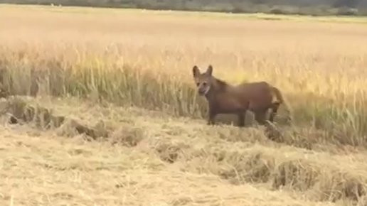 قيل أنه على حدود سوريا والعراق...