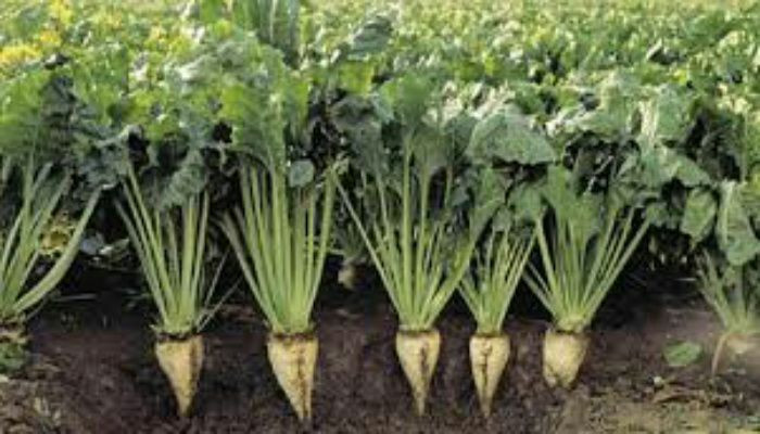 وزراة الزراعة توجه صفعة لمزارع...