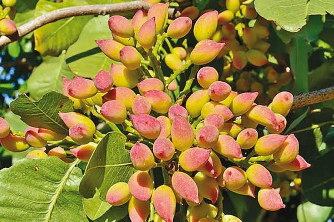 انخفاض إنتاج الفستق الحلبي في...