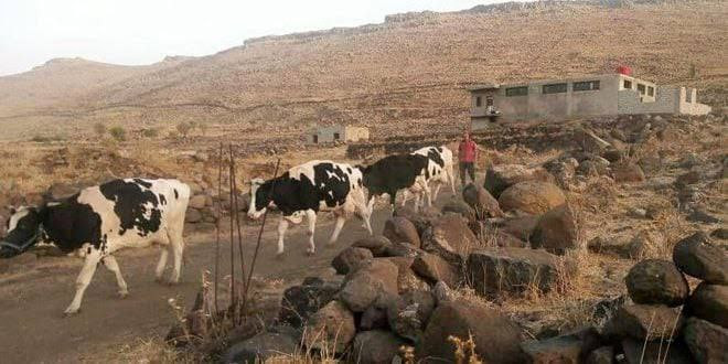 رسميا.. الثروة الحيوانية في مح...